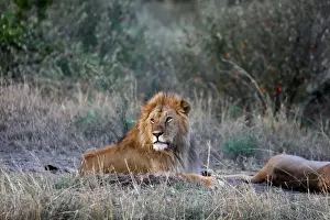 A male lion lays near a female after mating in the Msai Mara National Reserve