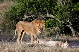A male lion stands over a female after mating in the Msai Mara National Reserve
