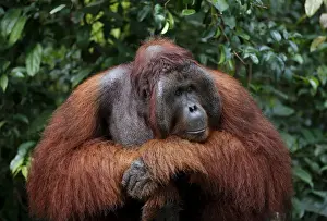 A male orangutan waits at a feeding station at Camp Leakey in Tanjung Puting National