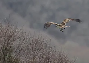 A male Osprey returns to the nest with a fish to feed the female who had laid her A male Osprey returns to the nest with a fish to feed the female who had laid her
