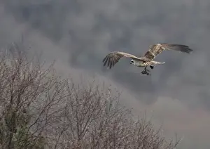 Animal Prints: A male Osprey returns to the nest with a fish to feed the female who had laid her