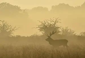 A male red deer barks in the early morning in Richmond Park in south west London