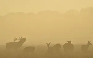 United Kingdom Prints: A male red deer barks in the early morning in Richmond Park in south west London