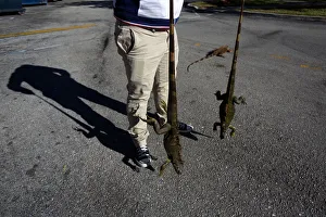 Prints of A man carries two cold stunned iguanas that were found near a local pond due to the extreme cold weather in Lake Worth, Florida, U.S. January 5, 2018. REUTERS/Saul Martinez USA Prints: A man carries two cold stunned iguanas that were found near a local pond due to