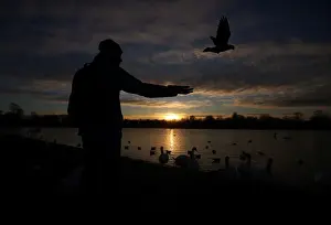 United Kingdom Prints: A man feeds birds at the Round Pond in Kensington Gardens during sunrise in London