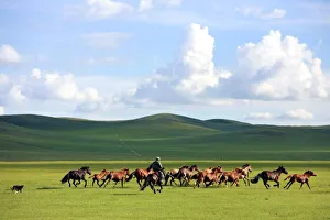 Prints of A man whips a herd of horses in Xilin Gol League, in Chinas Inner Mongolia Autonomous Region, July 13, 2013 China Prints: A man whips a herd of horses in Xilin Gol League