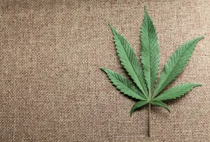 A marijuana leaf is displayed at Canna Pi medical marijuana dispensary in Seattle A marijuana leaf is displayed at Canna Pi medical marijuana dispensary in Seattle