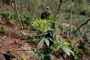 A marijuana leaf is pictured during a military operation to destroy a marijuana A marijuana leaf is pictured during a military operation to destroy a marijuana