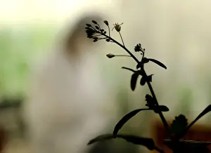 Canola Prints: A maturing canola plant is silhouetted by a growth room window at Monsanto Canadas plant