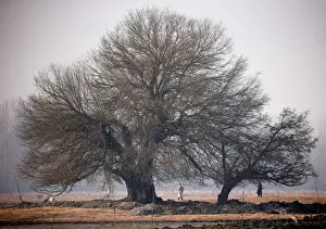 India Prints: Men walk under trees along a wetland on a winter day on the outskirts of Srinagar