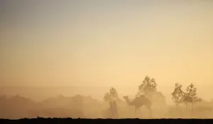 Libya Prints: Two men walking with a camel in the desert in Ghat, during the 19th Ghat Festival of