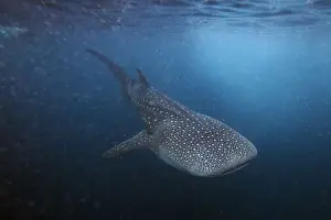 A six meter whale shark swims just outside Hanifaru Bay of Maldives remote Baa Atoll
