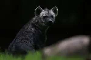 A Mexican hyena cub is pictured during a media tour in Chapultepec Zoo in Mexico City
