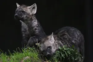 Mexico Prints: Two Mexican hyena cubs are seen during a media tour in Chapultepec Zoo in Mexico City