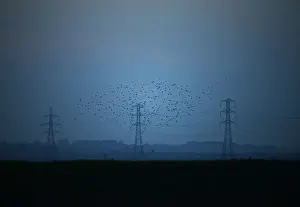 Prints of Migrating starlings fly at dusk past electricity pylons silhouetted by the sunset of a clear autumn evening in the Kent countryside, in Graveney, Britain, October 26, 2015 Britain Prints: Migrating starlings fly at dusk past electricity pylons silhouetted by the sunset of a