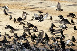 Migrating starlings are seen before murmuration in the sky near the village of Beit Kama