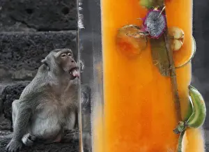 Thailand Prints: A monkey licks a block of ice with fruits encased in it during the annual Monkey Buffet