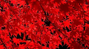 The morning sun illuminates the late changing fire red leaves in Falls Church, Virginia