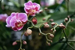 Moth orchid known as a Phalalenopsis Firebird Phoenix is seen during a media preview