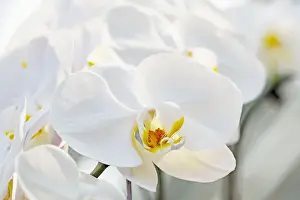 Moth orchids are seen during the Orchid Extravaganza 2019 floral display at Gardens by