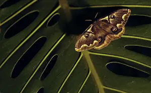 A moth is perched on a plant in a public square in Vina del Mar city