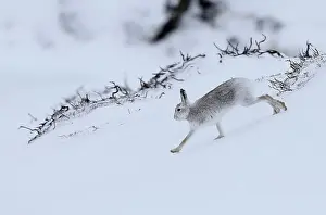 Trending: A mountain hare runs across the snow in the Cairngorm mountains near Glenshee in Scotland