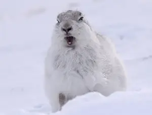 Prints of A mountain hare shelters from the snow on the top plateau of a mountain in the Cairngorms, Scotland February 16, 2018. Picture taken February 16, 2018 Britain Prints: A mountain hare shelters from the snow on the top plateau of a mountain in the Cairngorms