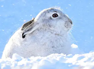 Wildlife Prints: A mountain hare shelters from the snow on the top plateau of a mountain in the Cairngorms