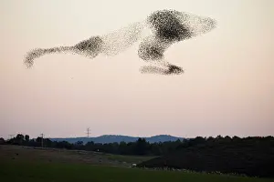 A murmuration of migrating starlings fly in a group over a field near Kiryat Gat