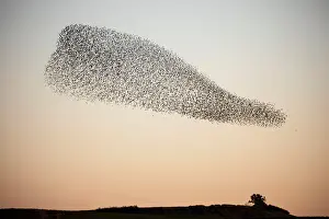 A murmuration of migrating starlings fly in a group over a field near Kiryat Gat