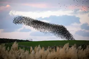 A murmuration of migrating starlings fly in a group over a field near Kiryat Gat