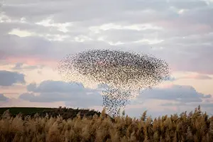 A murmuration of migrating starlings fly in a group over a field near Kiryat Gat
