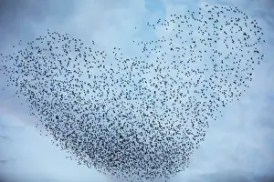 A murmuration of migrating starlings fly in a group near Kiryat Gat, southern Israel