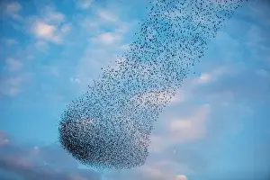 A murmuration of migrating starlings fly in a group near Kiryat Gat, southern Israel