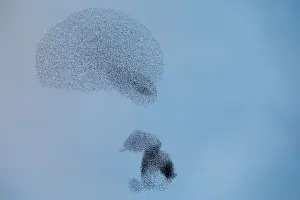 A murmuration of migrating starlings is seen across the sky near the city of Rahat