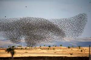 Animal Prints: A murmuration of migrating starlings is seen across the sky near the village of Beit Kama