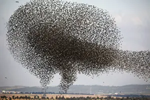 Animal Prints: A murmuration of migrating starlings is seen across the sky near the village of Beit Kama
