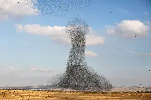 Prints of A murmuration of migrating starlings is seen across the sky near the village of Beit Kama in southern Israel January 16, 2018. REUTERS/Amir Cohen Israel Prints: A murmuration of migrating starlings is seen across the sky near the village of Beit Kama