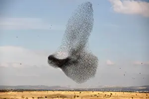 Prints of A murmuration of migrating starlings is seen across the sky near the village of Beit Kama in southern Israel January 16, 2018. REUTERS/Amir Cohen Israel Prints: A murmuration of migrating starlings is seen across the sky near the village of Beit Kama