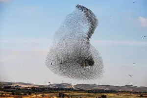 Prints of A murmuration of migrating starlings is seen across the sky near the village of Beit Kama in southern Israel January 16, 2018. REUTERS/Amir Cohen TPX IMAGES OF THE DAY Israel Prints: A murmuration of migrating starlings is seen across the sky near the village of Beit Kama