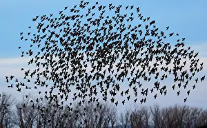 A murmuration of of Starlings fly at dusk over the Piermont Marsh along the Hudson