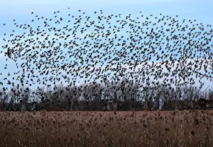 A murmuration of of Starlings fly at dusk over the Piermont Marsh along the Hudson