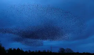 Animal Prints: A murmuration of starlings is seen across the sky near the town of Gretna Green, Scotland