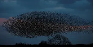 Environment Prints: A murmuration of starlings is seen across the sky near the town of Gretna Green