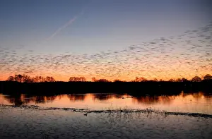 Murmurations are seen at dusk as thousands of starlings return to roost on Somerset