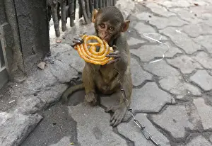 Musafir, a pet monkey, eats a Jalebi sweet on a pavement in Kolkata