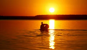 Belarus Prints: A mute swan swims during sunset in a lake near the town of Vileika