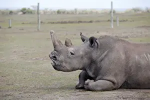 Najin one of two last northern white rhino females lies in her enclosure in Laikipia