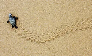 Animal Prints: A new born Loggerhead sea turtle makes its way to the ocean at Forte beach in