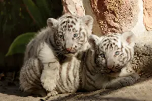 Newborn white Bengal tiger cubs are shown to the media at San Jorge zoo in Ciudad Juarez